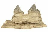 Fossil Primitive Whale (Pappocetus) Jaw Section - Morocco #217934-3